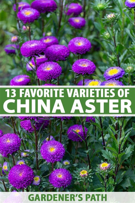 are china asters perennials